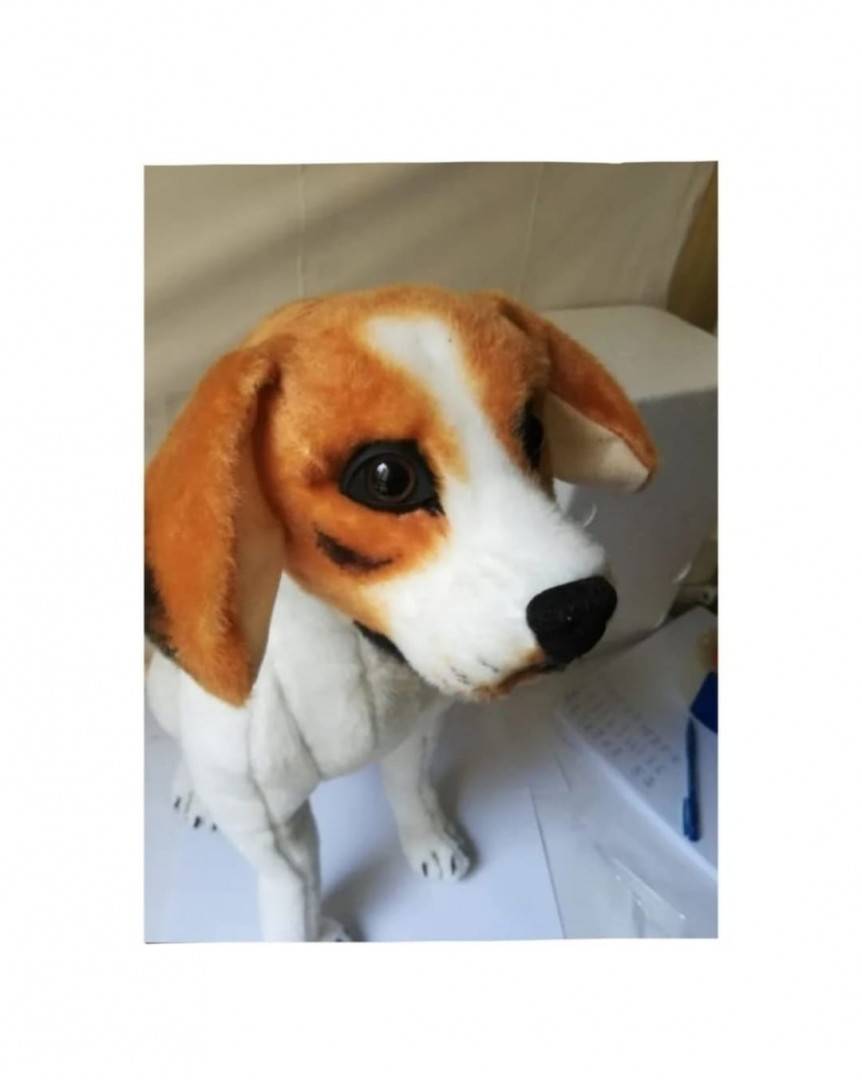 Catel de plus realist, Beagle, maro/alb, 25 cm